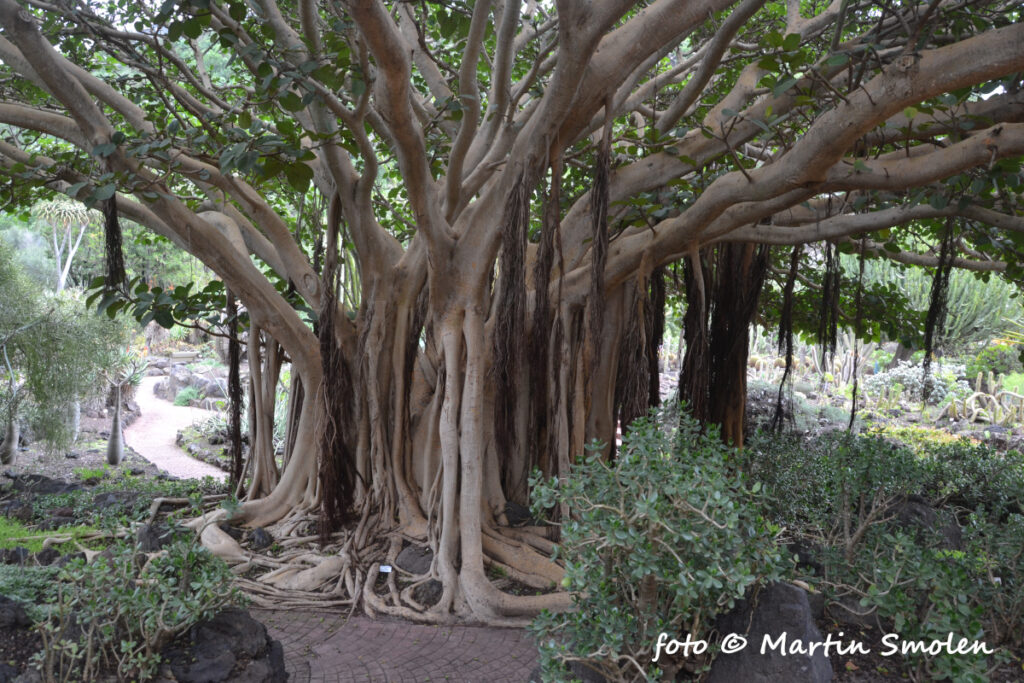 Jardín Botánico Canario