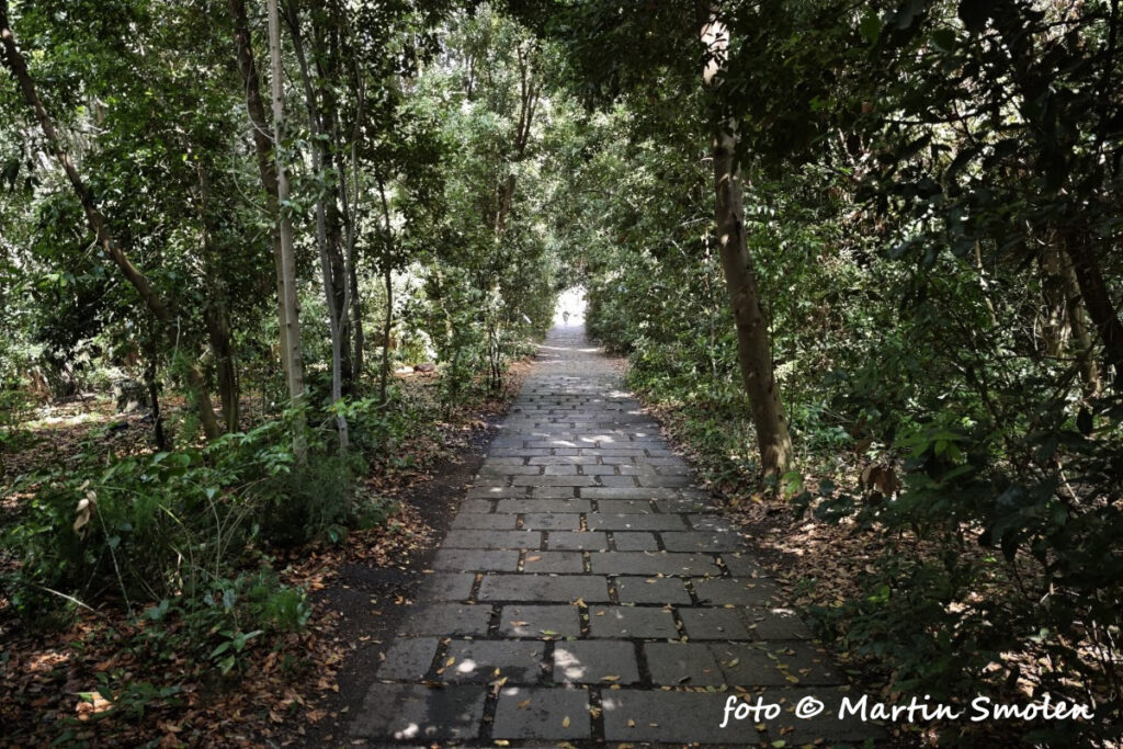 Jardín Botánico Canario