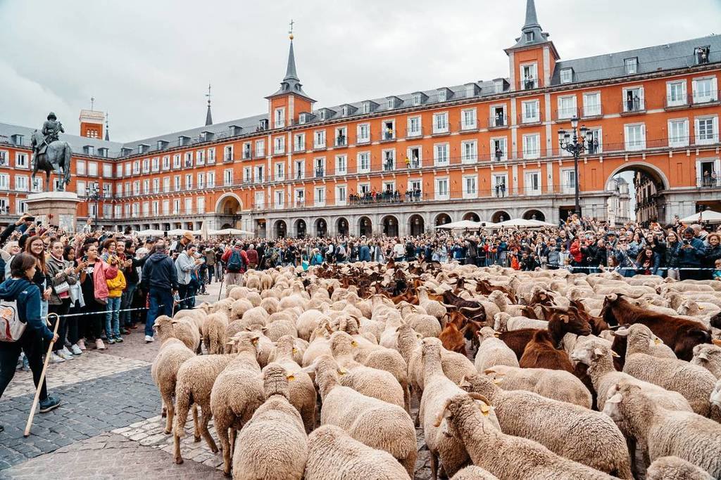 Festival transhumacie v Madride na Plaza Mayor.